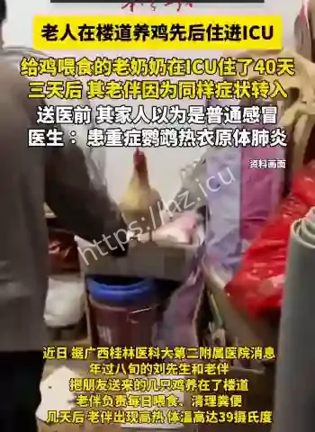 楼道养鸡感染鹦鹉热